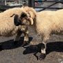 Pedigree Blacknose ewe due to lamb end August 2026 Image 7