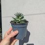 Echeveria succulent Image 2
