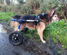 Dog wheels