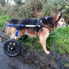 Dog wheels
