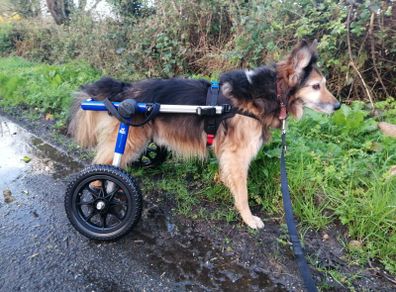 Dog wheels