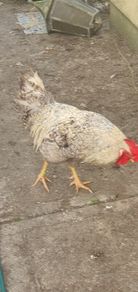 Cream Legbar Roo