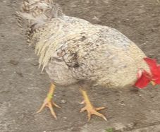 Cream Legbar Roo