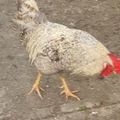 Cream Legbar Roo