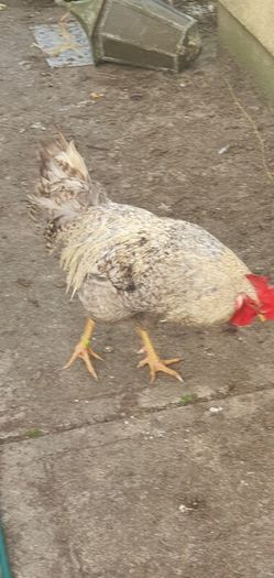 Cream Legbar Roo