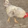 Pure bred Cream Legbar Rooster Image 4
