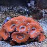 Marine Tank Image 4