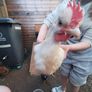chicken hatching eggs Image 9
