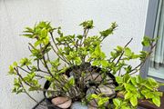 Holly plant - Blue Prince