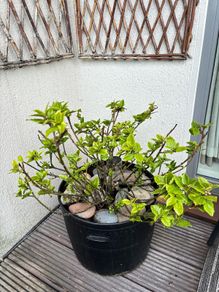 Holly plant - Blue Prince