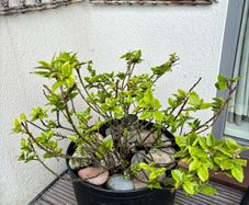 Holly plant - Blue Prince