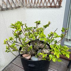 Holly plant - Blue Prince