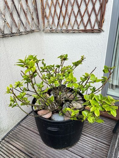 Holly plant - Blue Prince