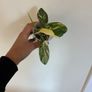 Philodendron Florida Beauty Image 2