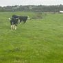 Hereford Bullocks - Forward Stores Image 4