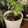 plants & pots Image 2
