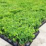 Box Hedging Image 4