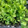 Laurel Hedging Image 4
