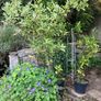 Bay Leaf plants Image 2
