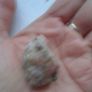 Raw Sunstone,Crystals,Gemstones Image 3