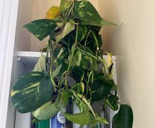Variegated Pothos (?)