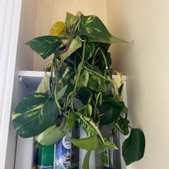Variegated Pothos (?)