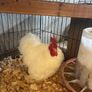 White pekin bantam Image 4