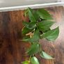 Golden pathos house plant Image 3