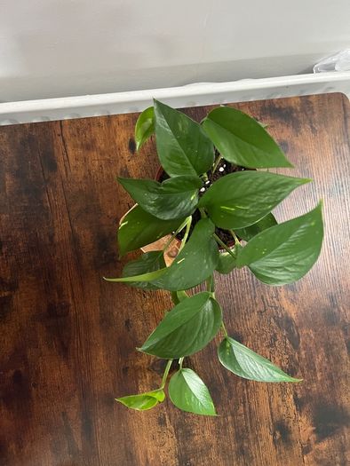 Golden pathos house plant