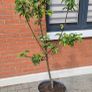 Apple Trees x 2 Image 3
