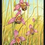 1993 Ireland Fauna & Flora Irish Orchids Commemorative Stamps Maximum Cards Mint Image 2