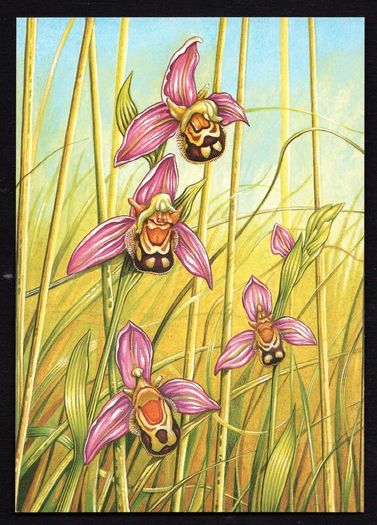 1993 Ireland Fauna & Flora Irish Orchids Commemorative Stamps Maximum Cards Mint
