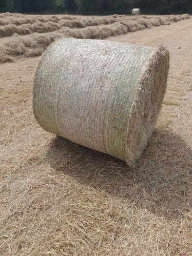 Hay