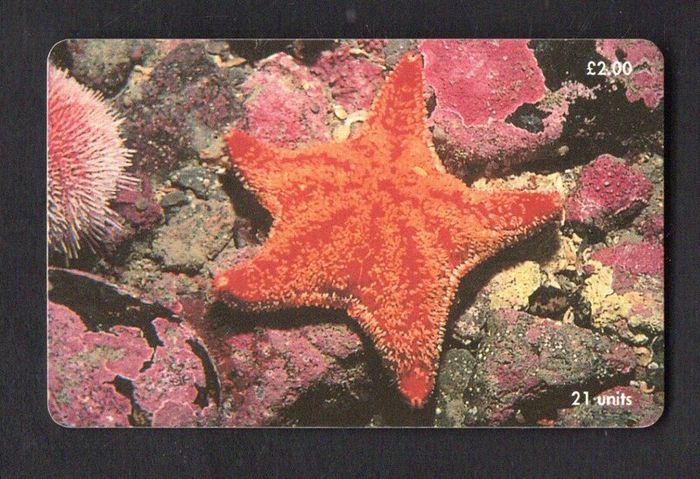 2001 Isle of Man UK2/ 21 units Marine Life around the Isle of Man Red Cushion Starfish (Siemens - S37) Phone Card