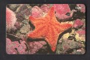 2001 Isle of Man UK2/ 21 units Marine Life around the Isle of Man Red Cushion Starfish (Siemens - S37) Phone Card