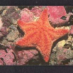 2001 Isle of Man UK2/ 21 units Marine Life around the Isle of Man Red Cushion Starfish (Siemens - S37) Phone Card