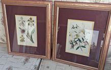 Antique Pair of Botanical Art Prints