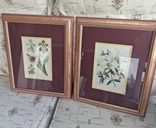 Antique Pair of Botanical Art Prints