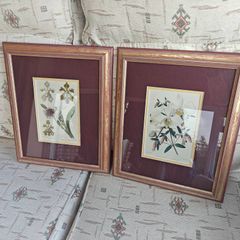 Antique Pair of Botanical Art Prints