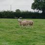 Pedigree Texel Rams Image 5