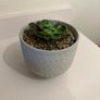Fake plant and pot Image 7