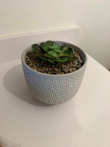 Fake plant and pot