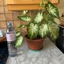 plants caladium Image 5