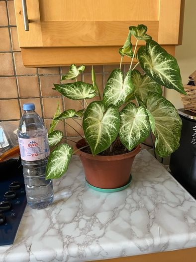 plants caladium