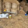 Top quality Silage and Hay Bales for sale Image 5