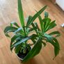 Yucca Image 2