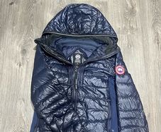 canada goose