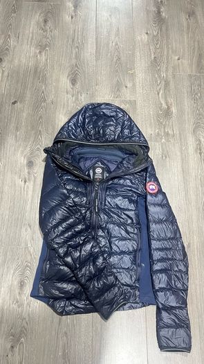 canada goose
