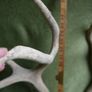 Deer Antlers (30" high) Image 7