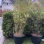 Large Bamboo Plants Image 4